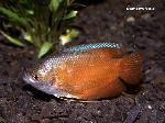 Colisa <i>(Colisa lalia)</i>