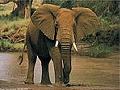 Elefante