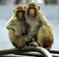 Macacos Rhesus