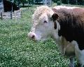Vaca