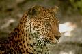 Leopardo