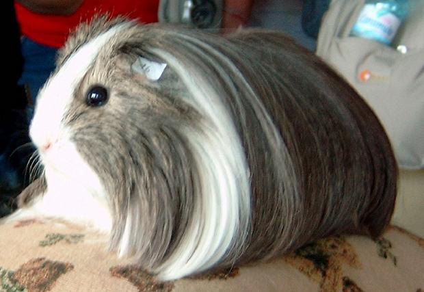 Best In Show - 2ª Exposição Nacional do CAPI