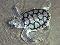 Tartaruga