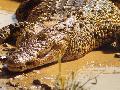Crocodilo