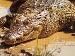 Exposição Crocodilos de Angola