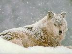 Número de lobos no Wyoming torna-se problemático