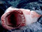 Vaga de ataques de tubarões-brancos preocupa autoridades