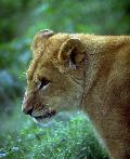 Leoa