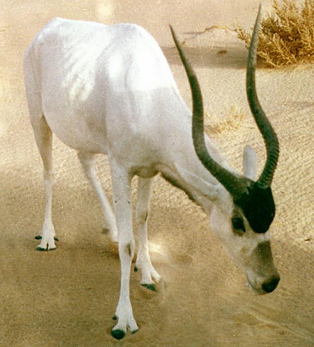 Addax