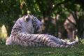 Tigre branco
