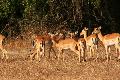 Impalas