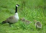 Aves