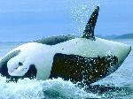 Orca <i>(Orcinus orca)</i>
