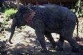 Elefante