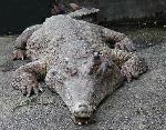 Crocodilo-africano-de-focinho-comprido <i>(Crocodylus cataphractus) </i>