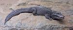 Crocodilo-anão <i>(Osteolaemus tetraspis) </i>