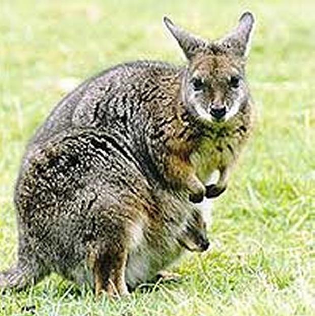 Canguru-de-Bennett