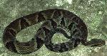 Jararaca <i>(Bothrops jararaca) </i>