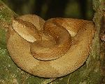 Jararaca-Ilhoa <i>(Bothrops insularis) </i>