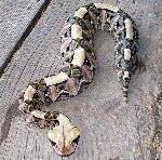 Víbora-do-Gabão <i>(Bitis gabonica)</i>