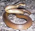 Taipan