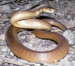 Taipan <i>(Oxyuranus scutellatus) </i>