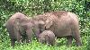 Elefante-pigmeu-do-Bornéu <i> (Elephas maximus borneensis) </i>