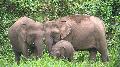 Elefante pigmeu do Bornéu