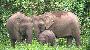 Elefante pigmeu do Bornéu