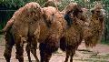 Camelos