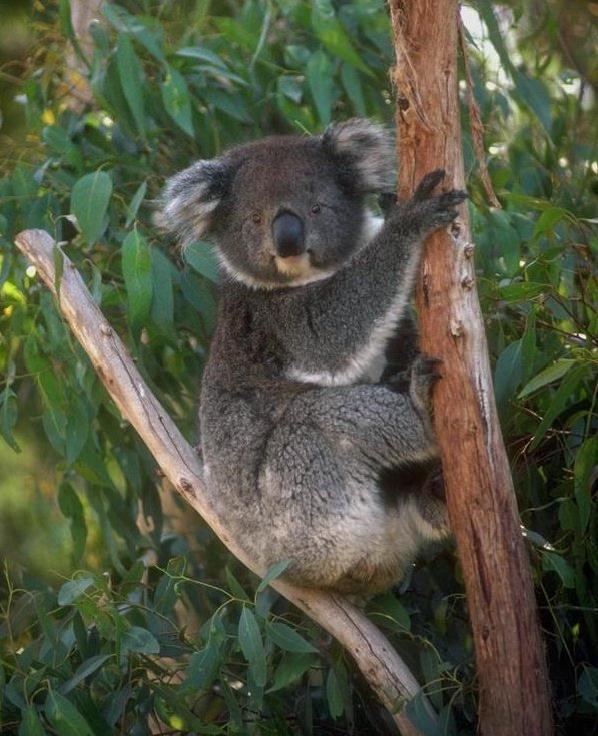 Koala