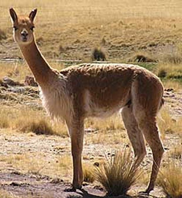 Vicuna