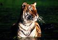 Tigre