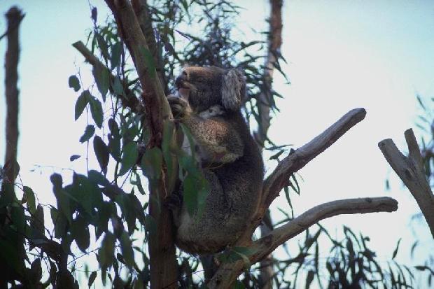 Koala