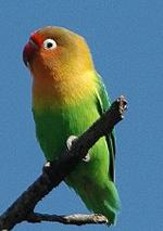 Aves