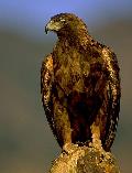 Aguia real