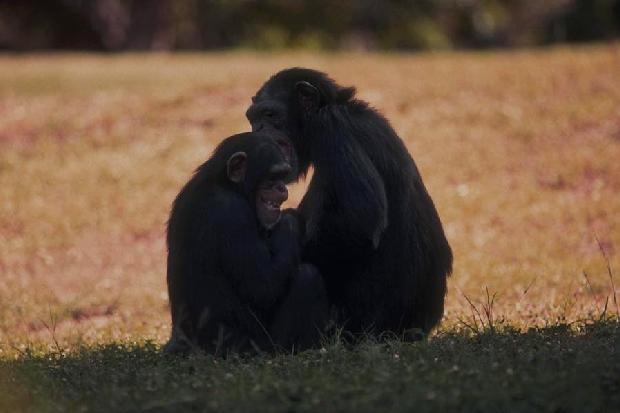 Chimpanzés