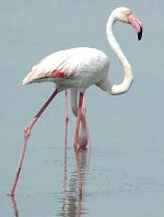 Aos 83 anos morreu o flamingo mais velho do mundo