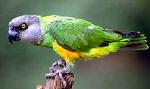 Aves