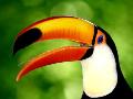 Tucano
