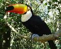 Tucano