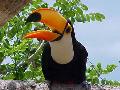 Tucano