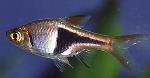 Rásbora Arlequim <i>(Rasbora heteromorpha)</i>