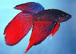 Betta <i>(Betta splendens)</i>