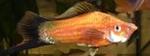 Espada <i>(Xiphophorus helleri)</i>