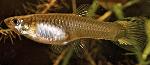 Guppy <i>(Poecilia reticulata)</i>