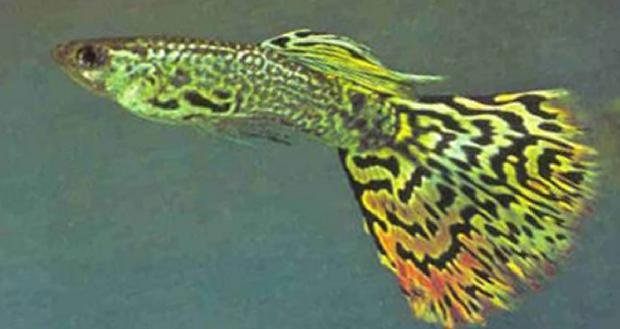Guppy