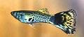 Guppy