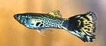 Guppy <i>(Poecilia reticulata)</i>