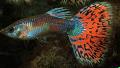 Guppy
